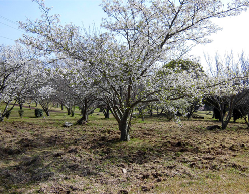 うすばえ桜公園